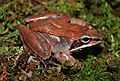 Wood Frog (Rana sylvatica) (25234151669)