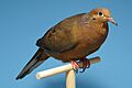Zenaida graysoni - Socorrotaube - Wildfarbig - Deutscher Kanarien- und Vogelzüchterbund (DKB) - Vogelbund - Johann Alexi.jpg