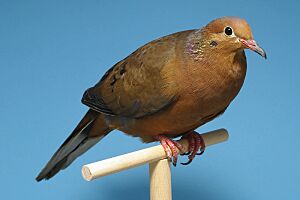 Zenaida graysoni - Socorrotaube - Wildfarbig - Deutscher Kanarien- und Vogelzüchterbund (DKB) - Vogelbund - Johann Alexi