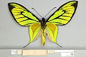 013605460 Ornithoptera paradisea ventral male