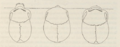 1839 Samuel George Morton Crania Americana 3 Skulls