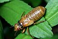 2021-05-15 20 35 58 Brood X periodical cicada nymph on a plant