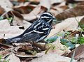 9 Black-and-white Warbler