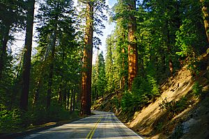 A014, Sequoia National Park, California, USA, 1998