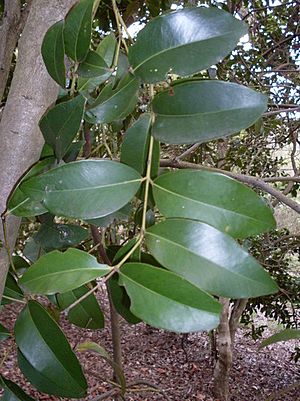 Acmena hemilampra - leaves.JPG