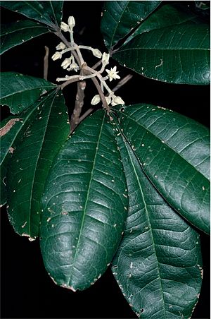 Acronychia pubescens.jpg