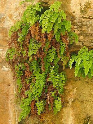 Adiantum01 ST 06