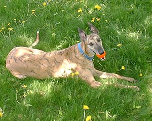Adopted Greyhound Laying On Grass