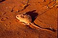 Adult Dusky Hopping Mouse (Notomys fuscus)