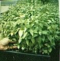 Aeroponic-plants