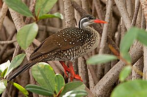 African Finfoot, male breeding