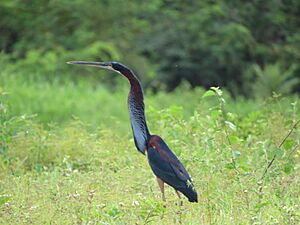 Agami Heron, Vaca Díez, BO-EB, BO imported from iNaturalist photo 184748542
