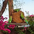 Agapornis roseicollis -Arizona -garden bird feeder-8