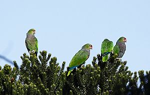 Amazona vinacea Vinaceous-breasted Parrot; Urupema,Santa Catarina, Brazil.jpg