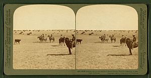 Among the 30,000 cattle of Sierra Bonita Ranch, lassoing a yearling, Arizona, by Underwood & Underwood