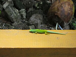 Andaman Island Day geko IMG 0521 by Ayotrik Biswas