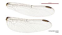 Austrogomphus australis female wings (34248543973)