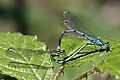 Azure damselflies mating (Coenagrion puella) female green form