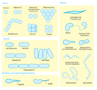 Bacterial morphology diagram