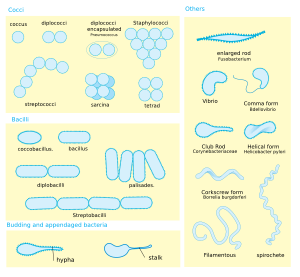 Bacterial morphology diagram