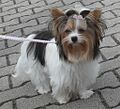 Biewer Yorkie