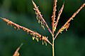 Big bluestem (Andropogon gerardii) in flower Sand Lake Wetland Management District 01 (14635029543)
