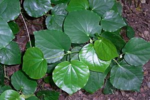 Big leaf plant Lord Howe Island lowland.jpg