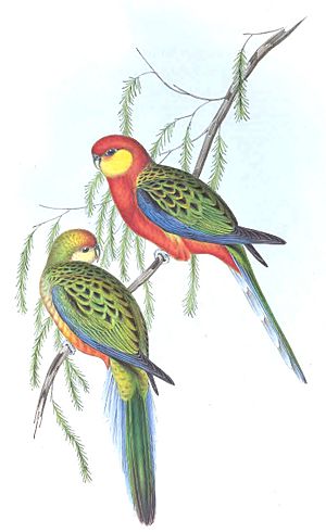 Birds of Australia Gould vol 5 plate 29