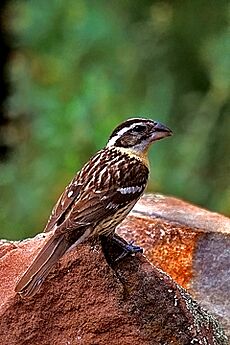 Black-headed Grosbeak Female, Santa Fe