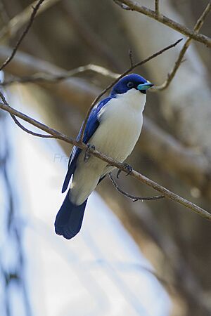 Blue vanga (Cyanolanius madagascarinus)