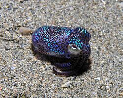 Bobtail squid