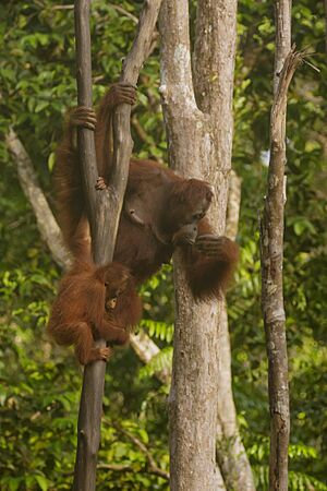 Bornean orangutan (Pongo pygmaeus), Tanjung Putting National Park 05