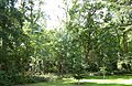 Briery Wood Heronry, Belvoir 1