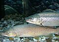 Brown trout 01