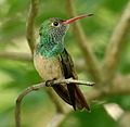 Buff-bellied Hummingbird Tex
