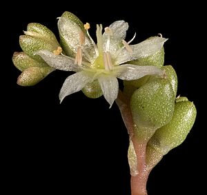 Calandrinia granulifera - Flickr - Kevin Thiele.jpg