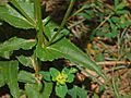 Campanulaceae - Campanula glomerata-5