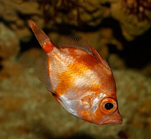 Boarfish Facts for Kids