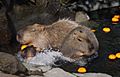 Capybara Izu Shaboten 001