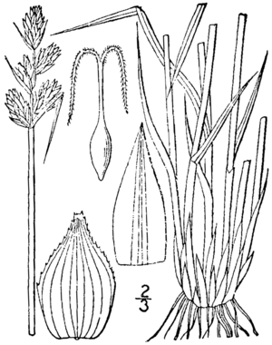 Carex adusta drawing 1.png