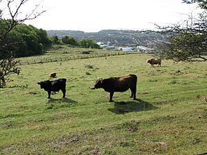 Cattle from Crete Road West - geograph.org.uk - 1525595