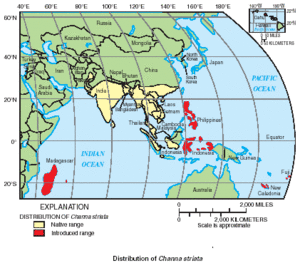 Channa striata distribution.gif