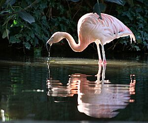 Chilean Flamingo-Adelaide Zoo