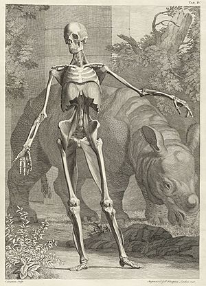 Clara Rhinoceros from Bernhard Siegfried Albinus TAB IV - 1749