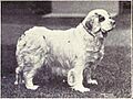 Clumber Spaniel from 1915
