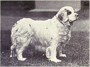 Clumber Spaniel from 1915