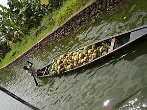 Coco Boat Allapphy Kerala