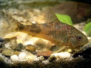 Corydoras paleatus by NiKo.jpg