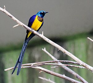 Cosmopsarus regius -Bird Kingdom, Niagara Falls, Canada-8a