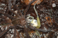 Ctenus eating Cochranella mache